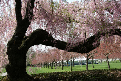 Spring - Brooklyn Botanic Gardens