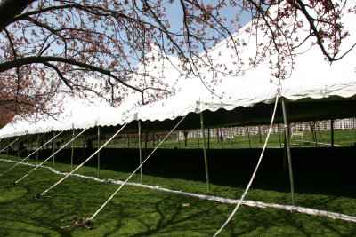 apanese Cherry Blossom Festival Tent
