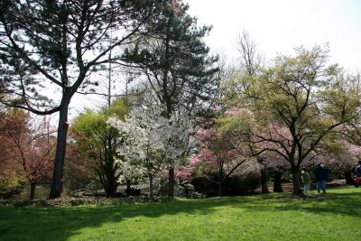 Garden View - Cherry Blossoms