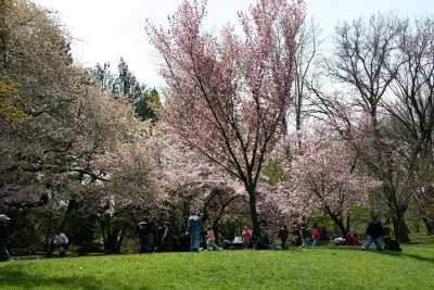 Garden View - Cherry Blossoms
