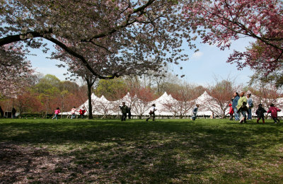 Japanese Cherry Blossom Festival Tent