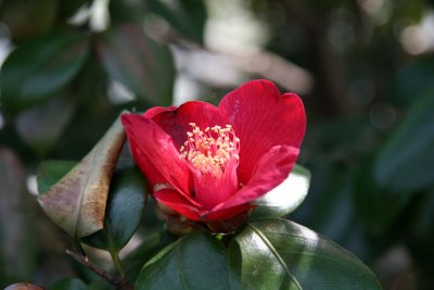 Red Camilia - Japanese Pond Garden