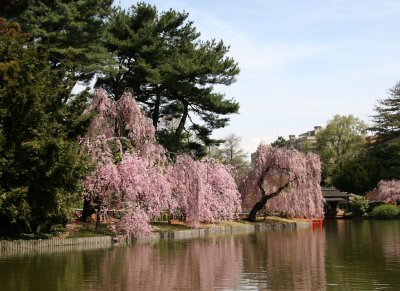 Cherry Tree Blossoms & Reflections - Japanese Pond Garden