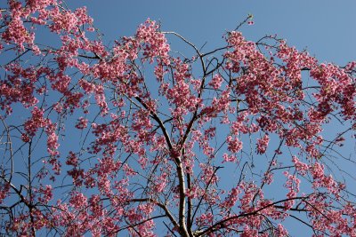 Cherry Tree Blossoms