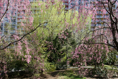 Cherry, Willow, Pine & Rhododendron