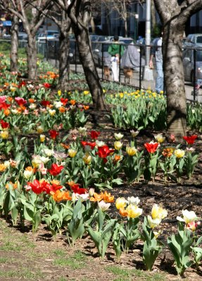 Tulip & Cherry Tree Garden