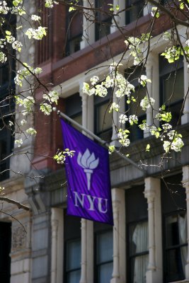 NYU Journalism School Building with Pear Tree Blossoms