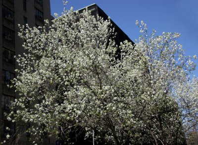 Pear Tree Blossoms at NYU School of Education Building