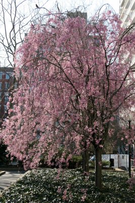 Cherry Tree Blossoms