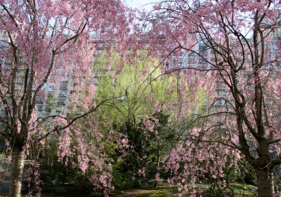 Cherry Tree Blossoms, Willow & Pine Trees