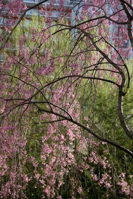 Cherry Tree Blossoms, Willow & Pine Trees