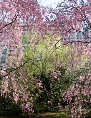 Cherry Tree Blossoms, Willow & Pine Trees