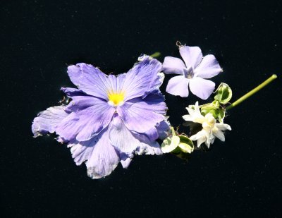 Blossoms Floating in the Fountain Pond