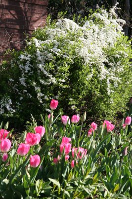 Tulips and a Blossoming Bush