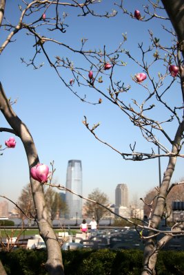 Magnolia Tree Framing Jersey City Skyline