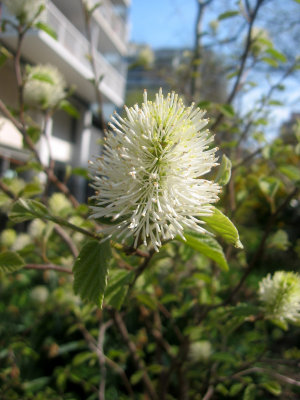 Fothergilla Bush Blossom