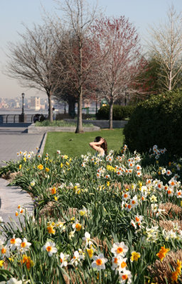 Daffodils & Promenade