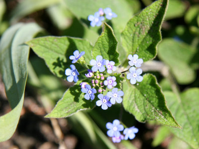 Forget-Me-Nots