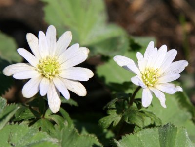 White Anenomes