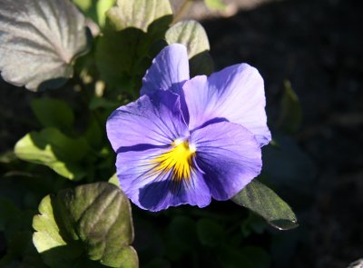 Pansy