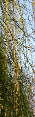 Willow Tree Blossoms