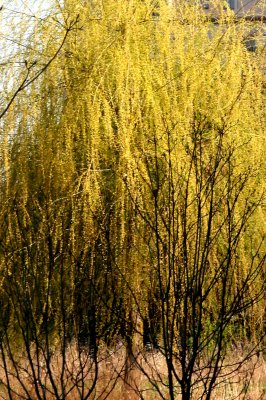 Willow & Young Poplar Trees