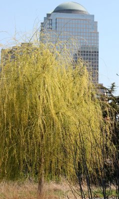 Willow Tree & Financial Center Skyline