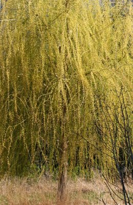 Willow Tree in Bloom