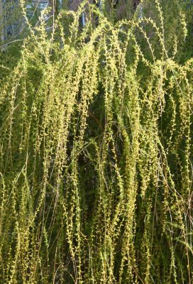 Willow Tree in Bloom