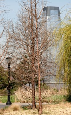 Garden with Jersey City Financial Center Building
