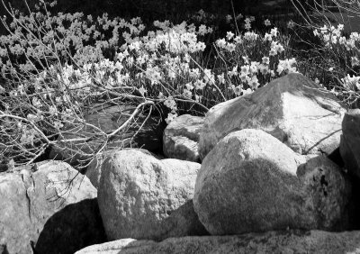 Daffodils in a Rock Garden - B&W