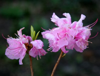 Azaleas