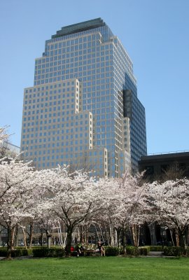 Cherry Trees at the Yacht Basin Garden