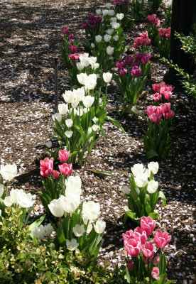 Tulips at the Yacht Basin Garden