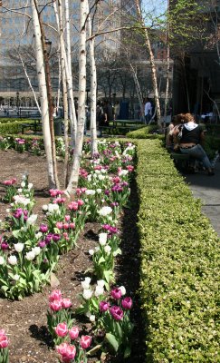 Tulips at the Yacht Basin Garden