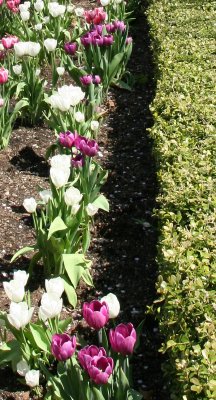 Tulips at the Yacht Basin Garden