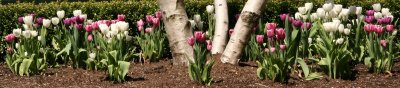 Tulips at the Yacht Basin Garden