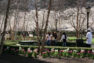 Tulips & Cherry Trees at the Yacht Basin Garden