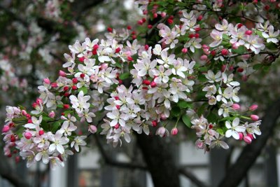 Crab Apple Tree Blossoms