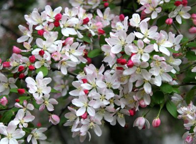 Crab Apple Tree Blossoms