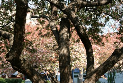 Crab Apple Trees & Blossoms