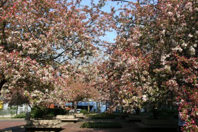 Crab Apple Tree Blossoms