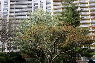 A Pine Tree &  Apple Tree Blossoms
