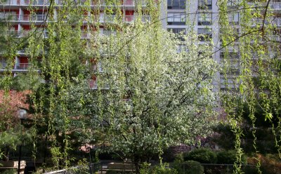 A Willow Tree Branch Curtain & Apple Tree Blossoms