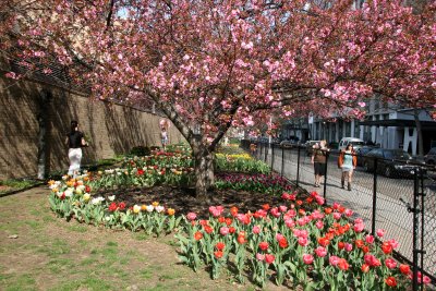 Tulip & Cherry Tree Gardens at Bleecker & Mercer Streets