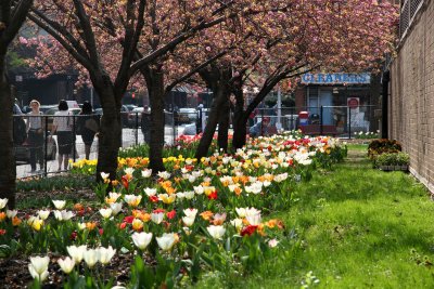 Tulip & Cherry Tree Gardens at Bleecker & Mercer Streets