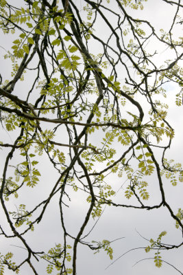 Golden Rain Tree - New Foliage