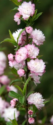 Prunus glandulosa