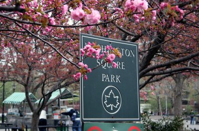 Cherry Tree Blossoms