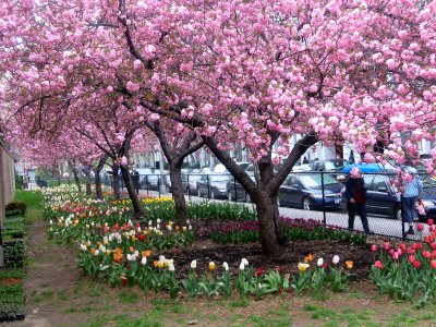 Cherry Tree & Tulip Gardens at Bleecker & Mercer Streets